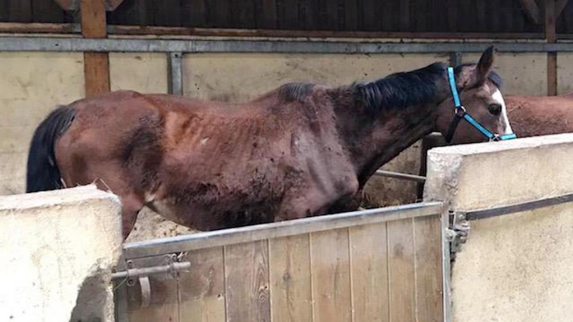 Vanne a new arrivals chevaux